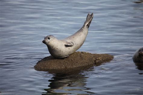 What do seals sound like  Seals, however, have a rare combination of traits that many other creatures lack, including a key anatomical advantage: a larynx, or voice box—much like the one found in humans